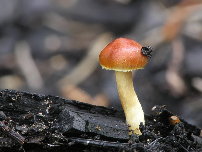 Pholiota highlandensis